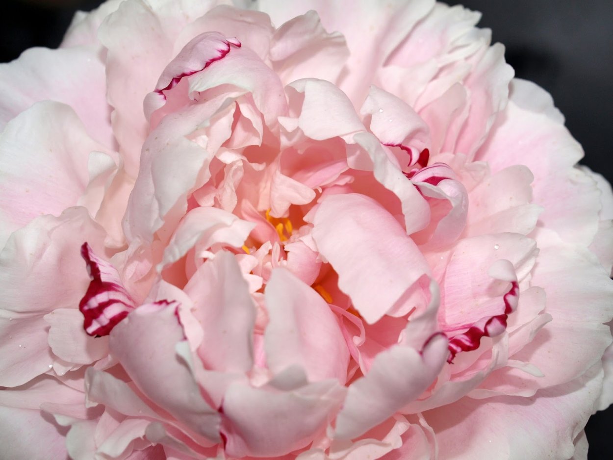 Пион Festiva maxima (фестива Максима)