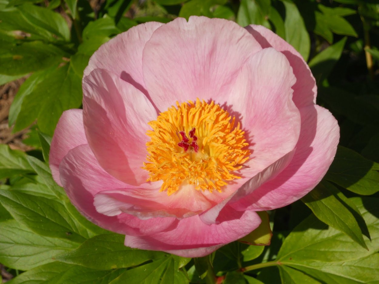 Пион молочноцветковый Shirley Temple