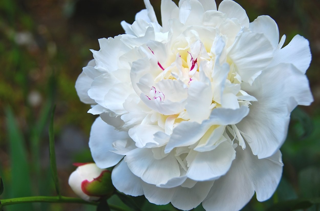 Пион древовидный Koshinoyuki