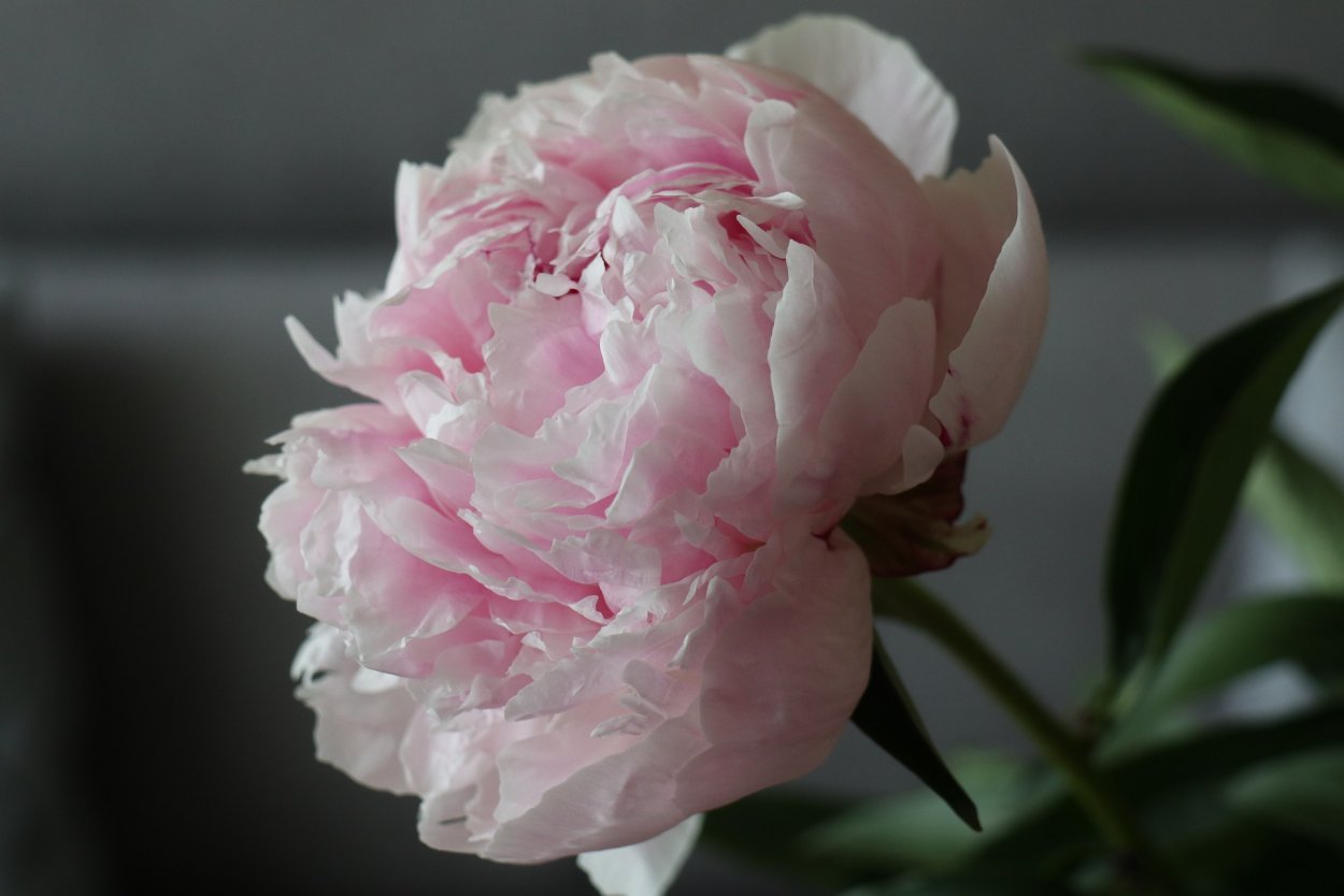 Пион Ядвига