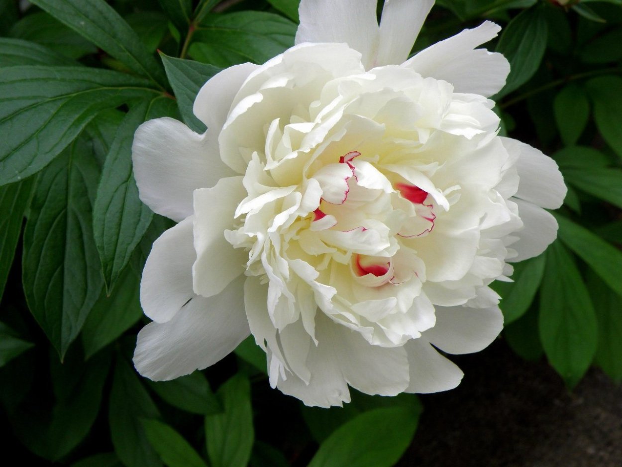 Пион Нэнси Нора