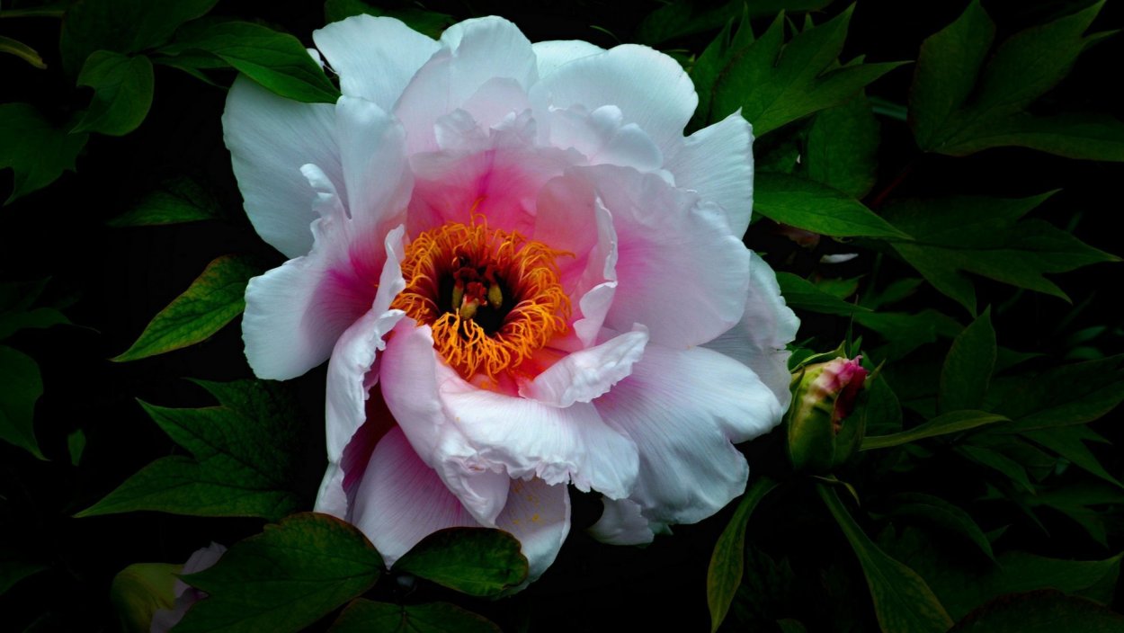 Пион Festiva maxima