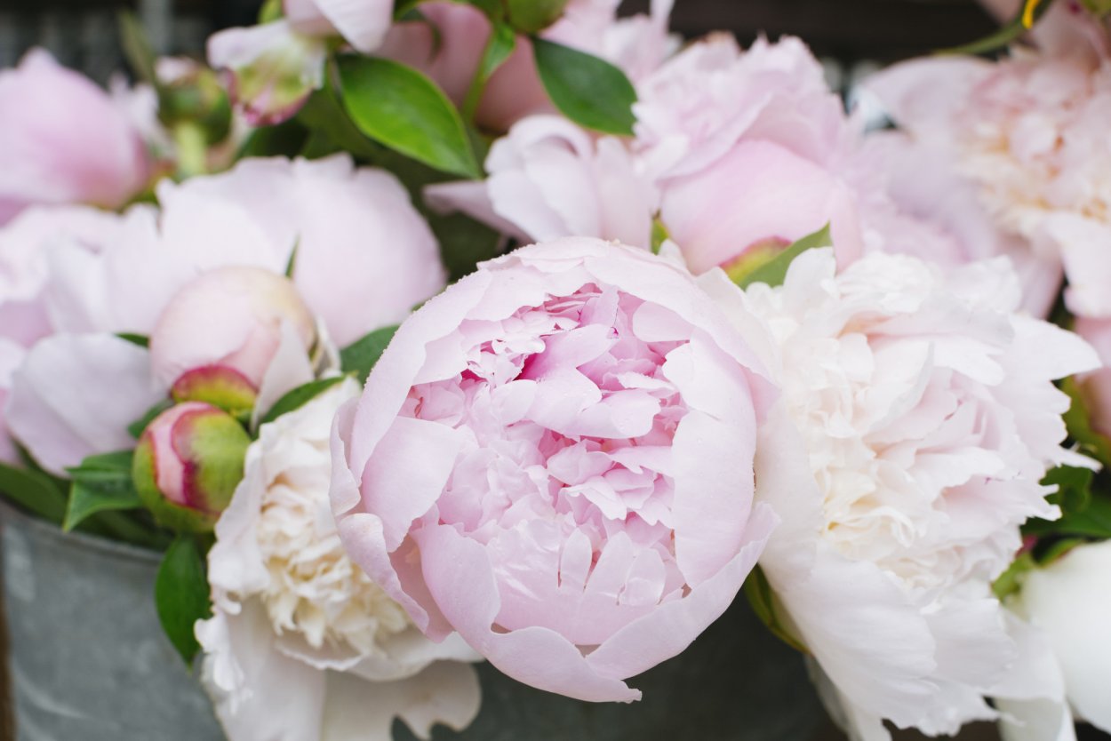 Пион сорт Линней