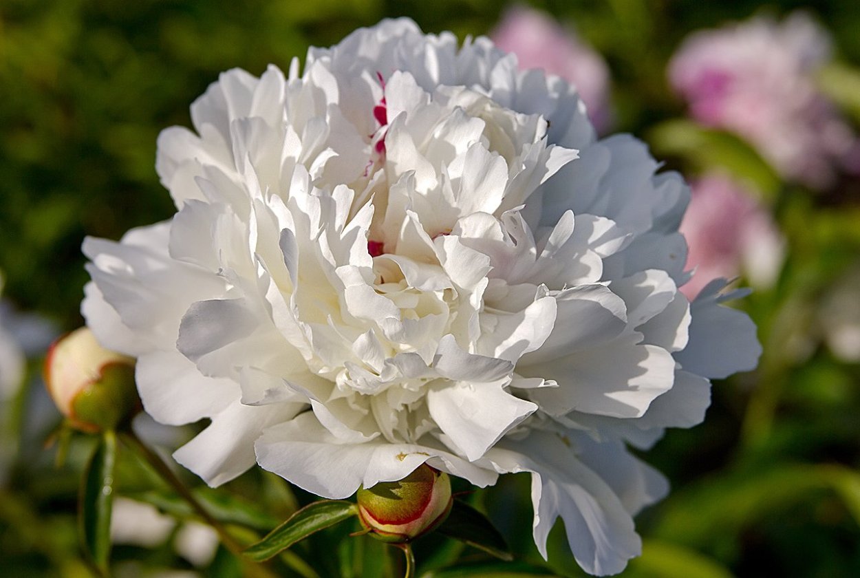 Цветы нежные пионы