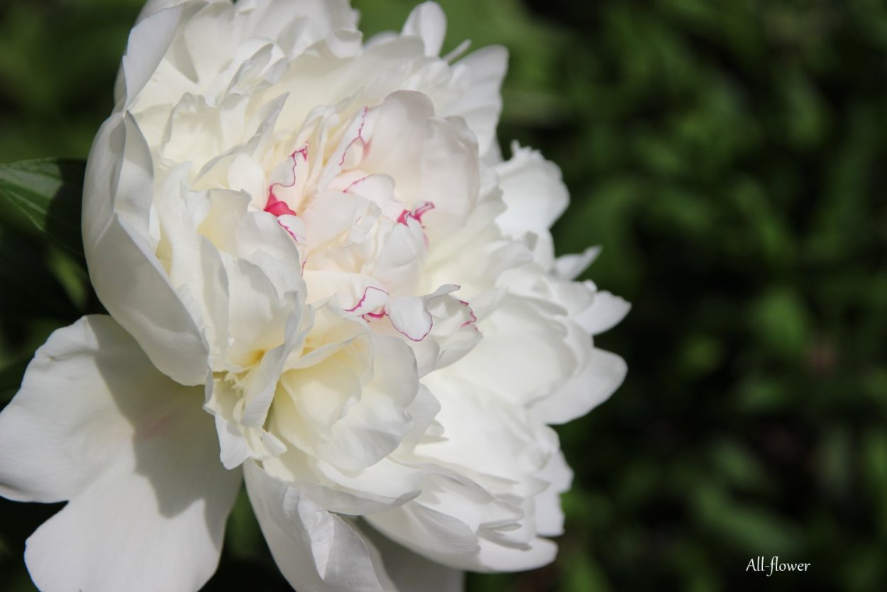 Пион Ширли Темпл белый