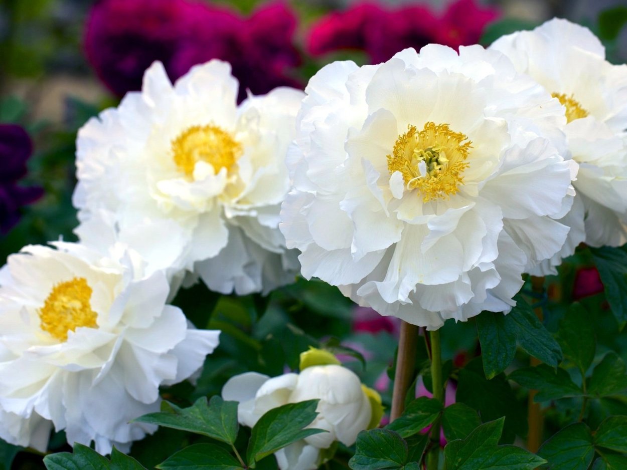 Пион Раггеди анн Paeonia Raggedy Ann