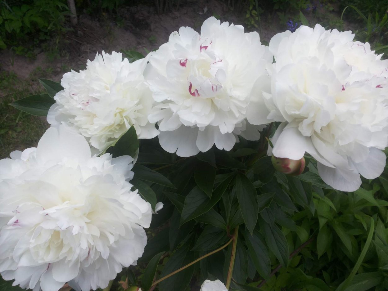 Пион жёлтый