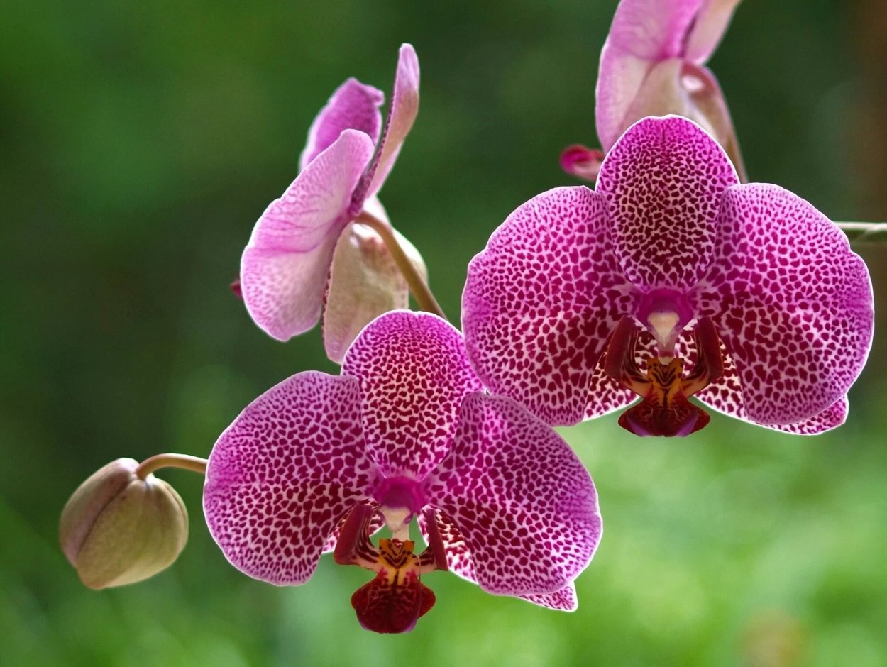 Фаленопсис Бостон