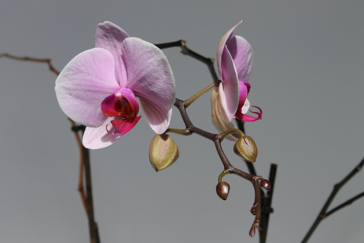 Фаленопсис перпл Харт