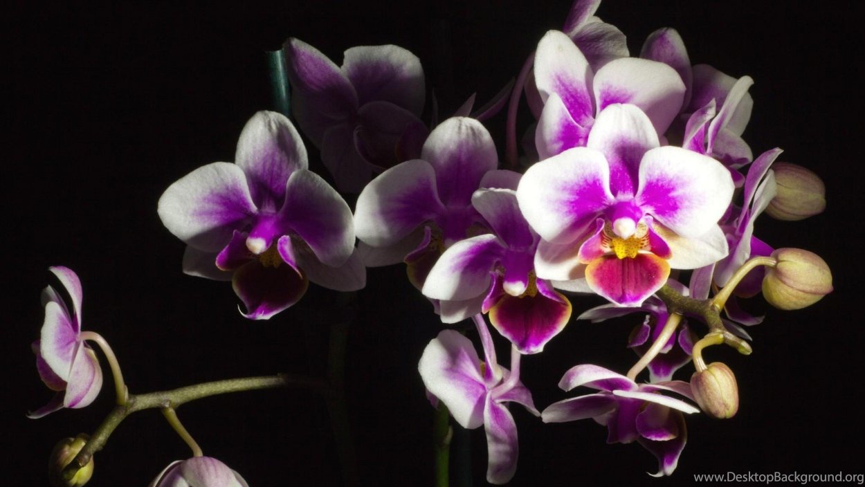 Дендробиум big White