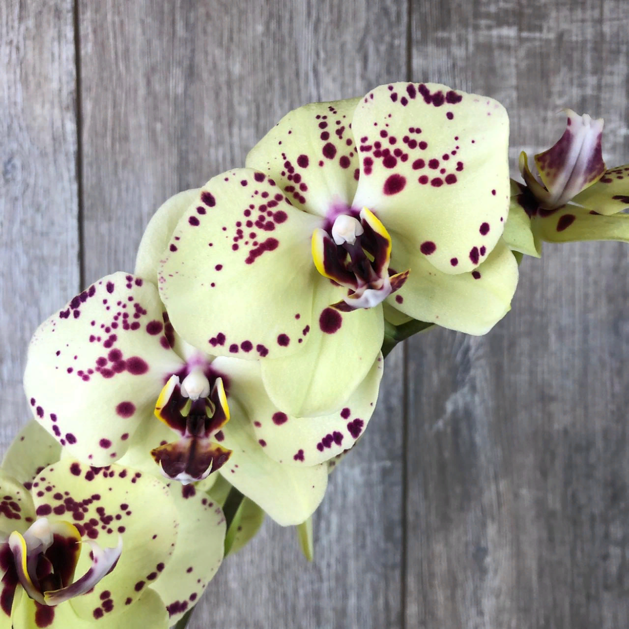 Орхидея фаленопсис чудо природы