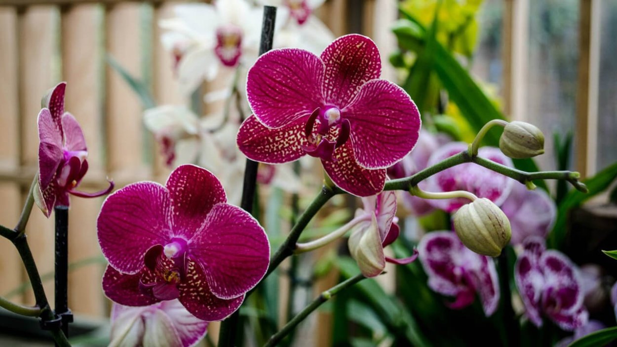 Фаленопсис Girona