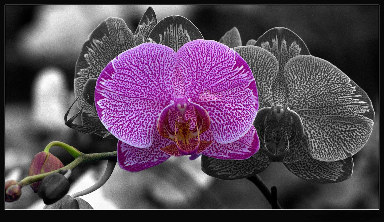 Фаленопсис Дарвин