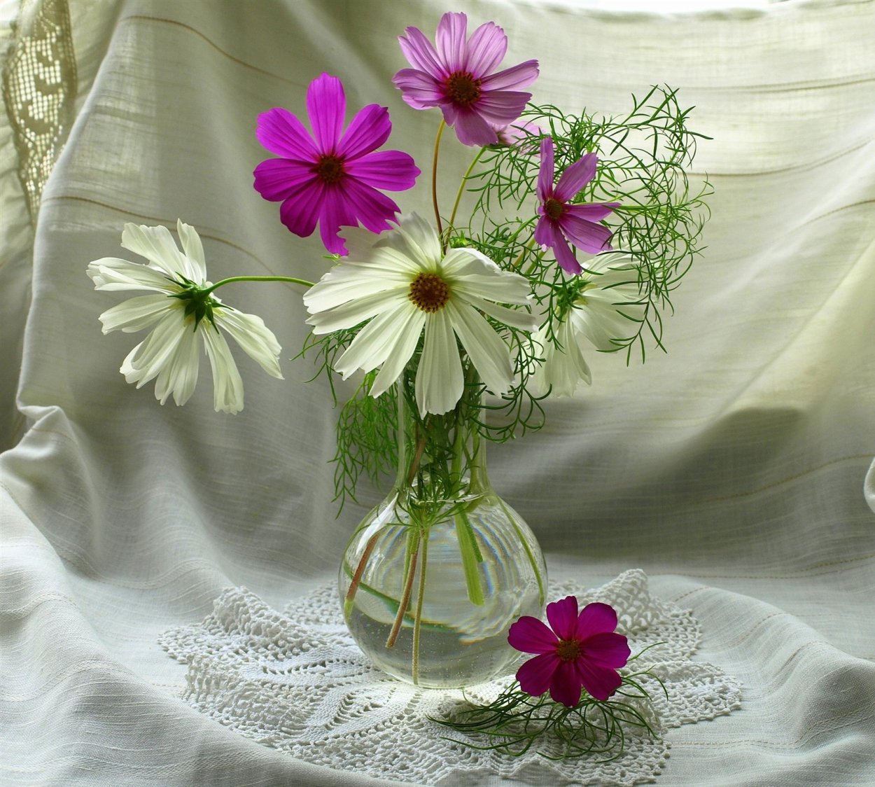 Цветы космеи в вазе