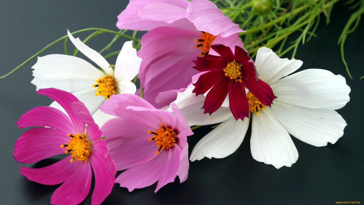 Космея цветок