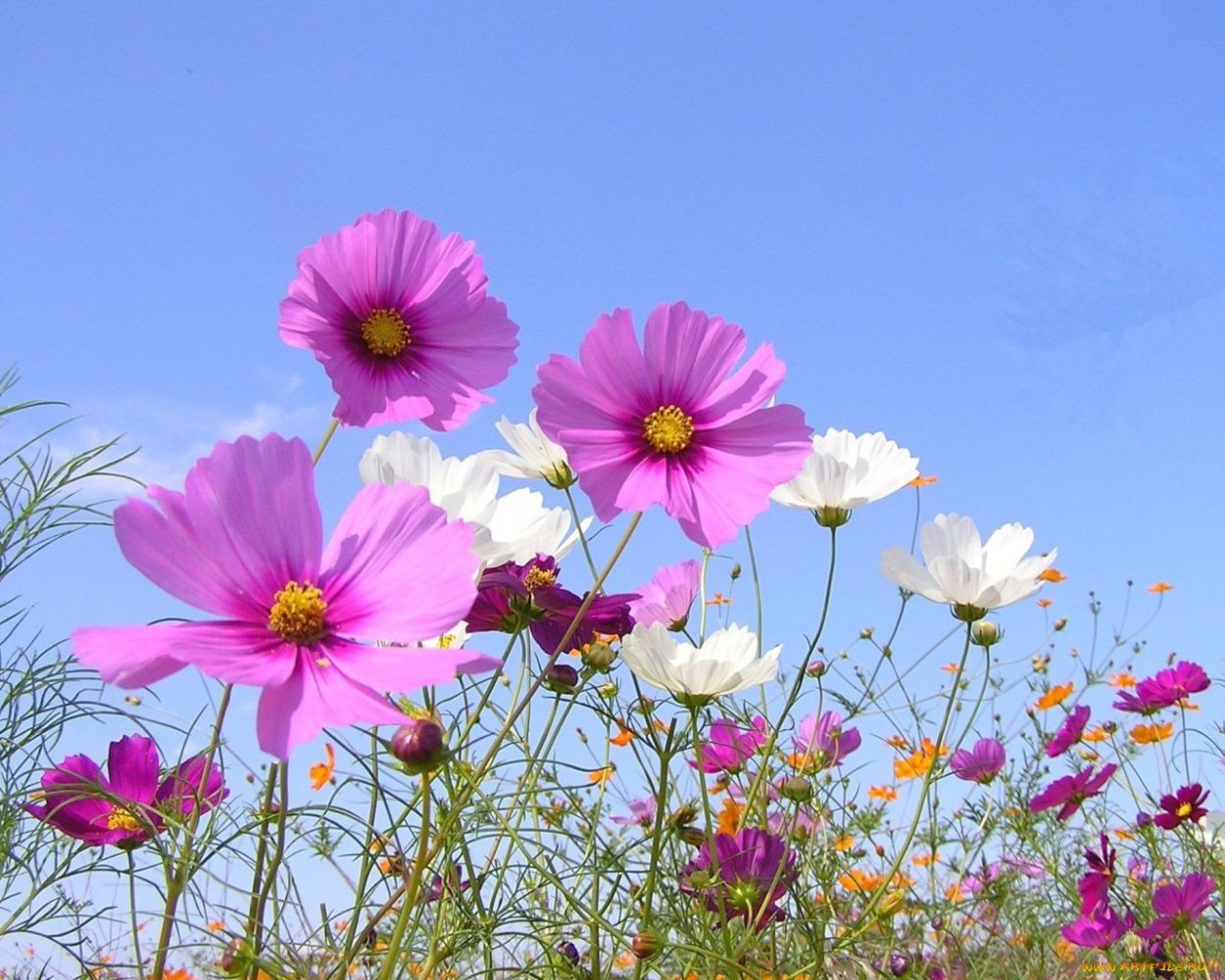 Цветы космея разнотравье