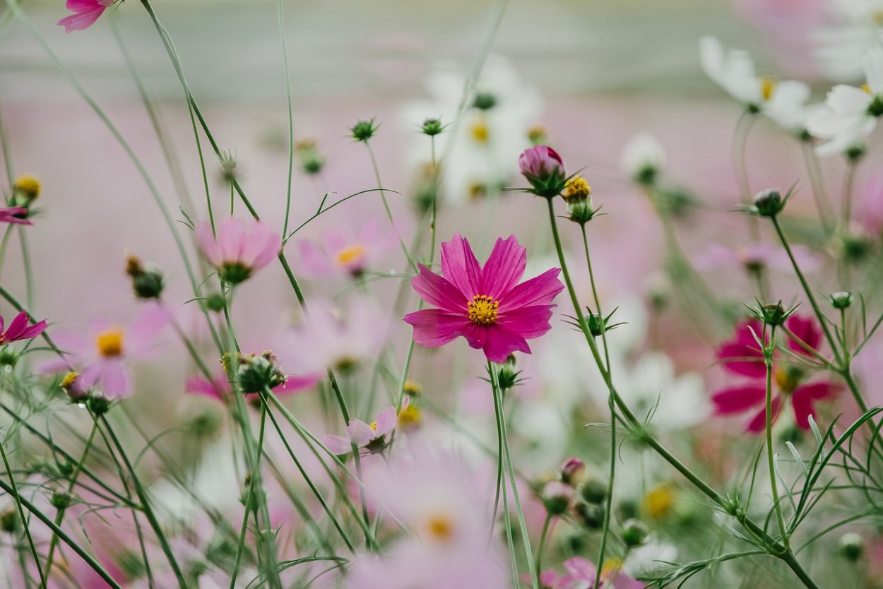 Цветы космеи
