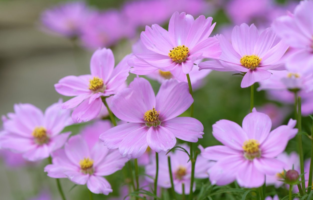 Космея лиловая