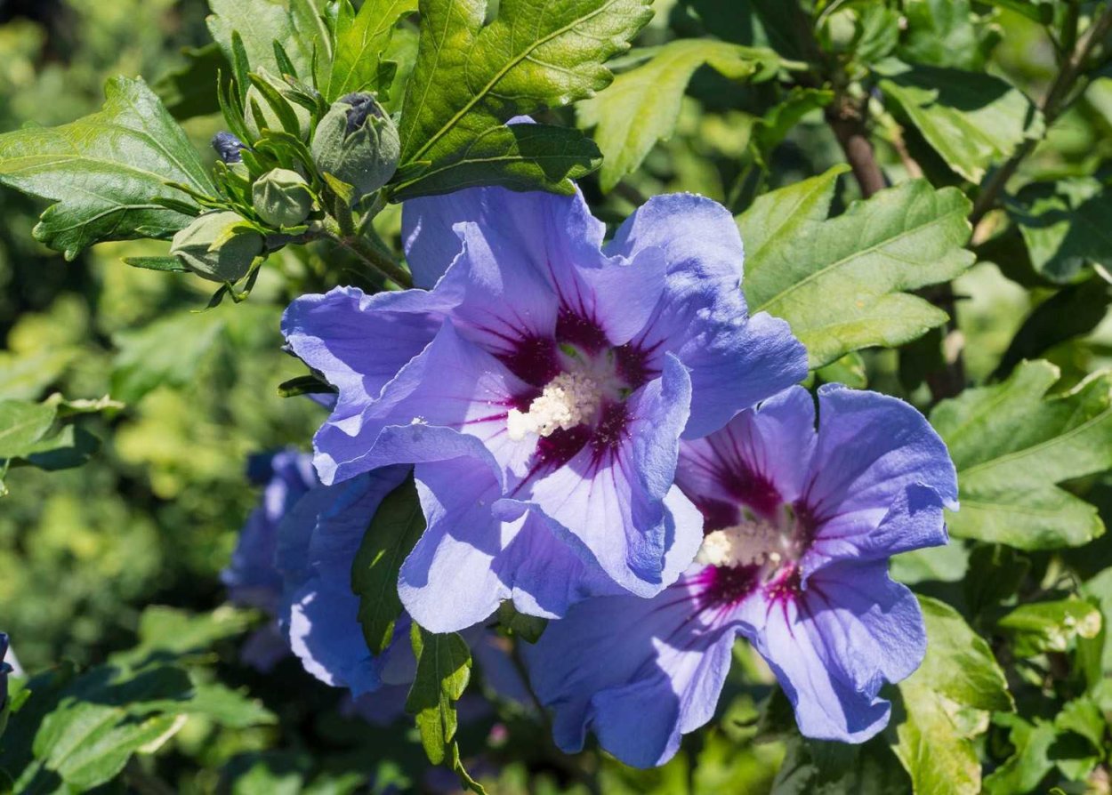 Гибискус древовидный голубой