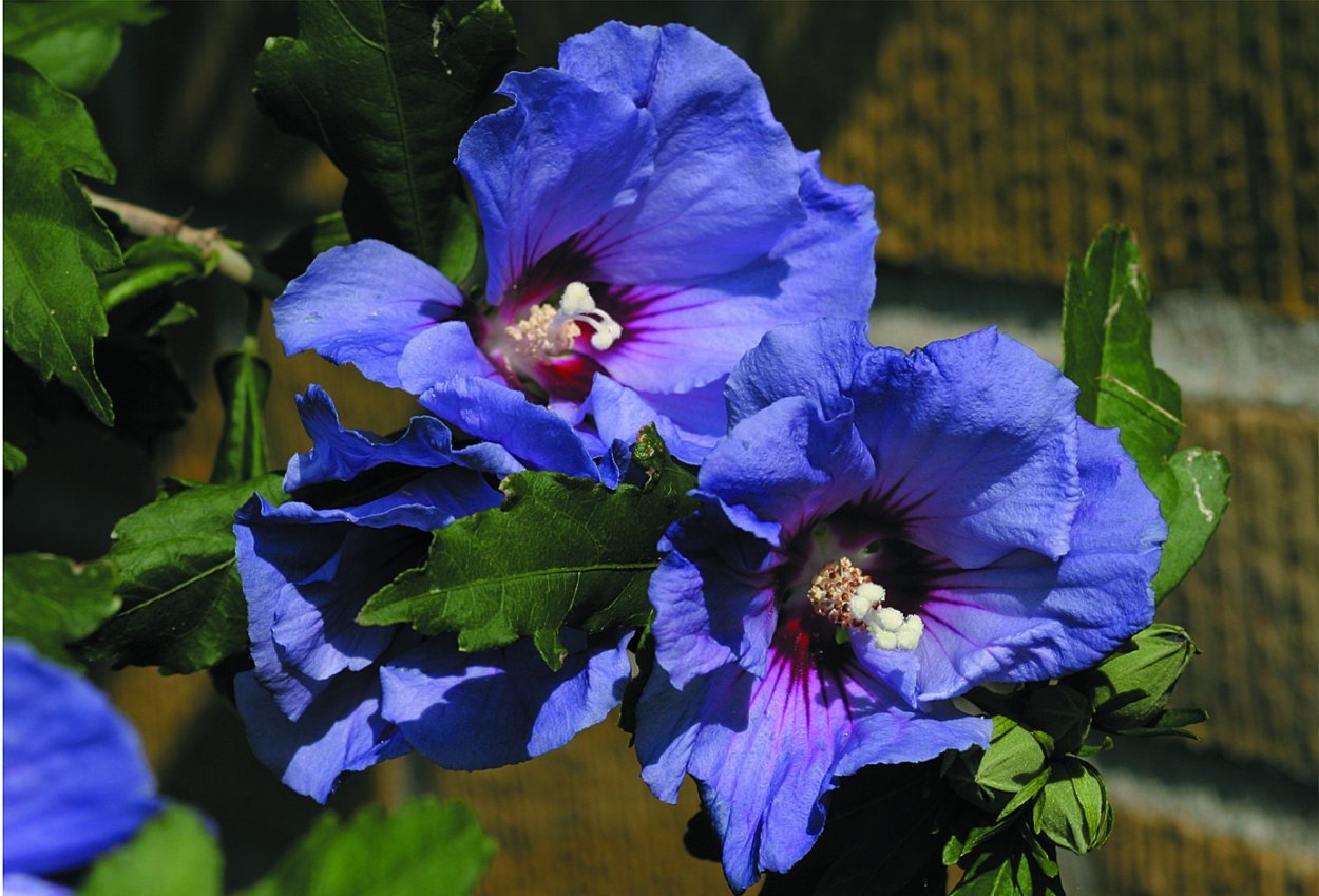 Гибискус сирийский микс