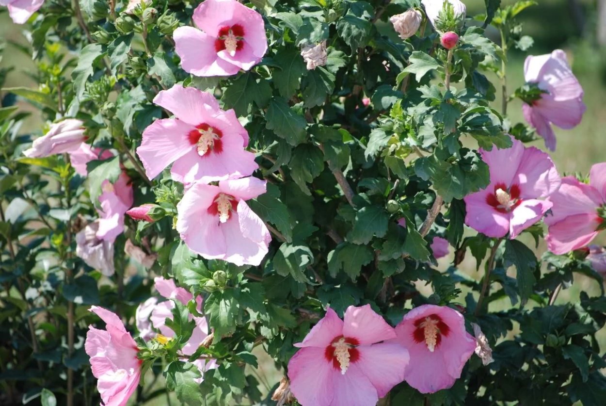 Гибискус травянистый красный