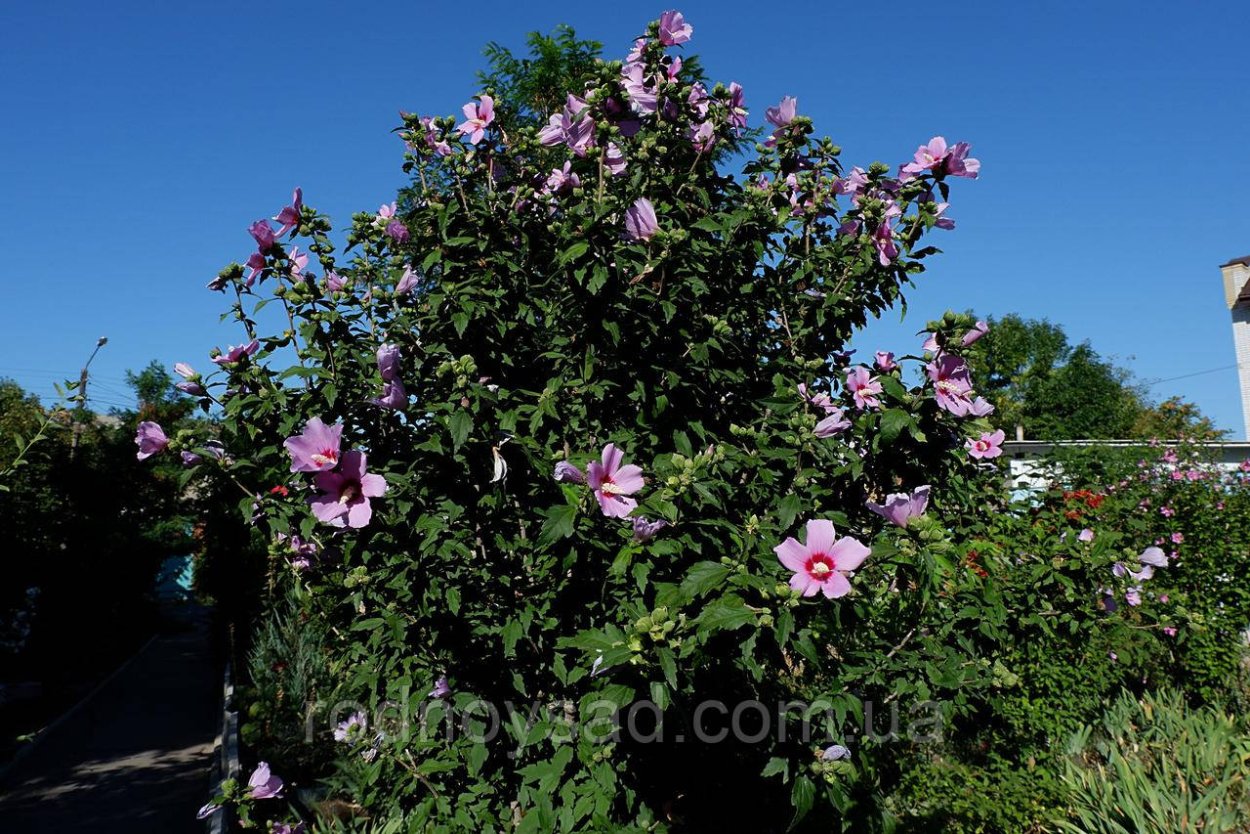 Гибискус травянистый Берри авесом
