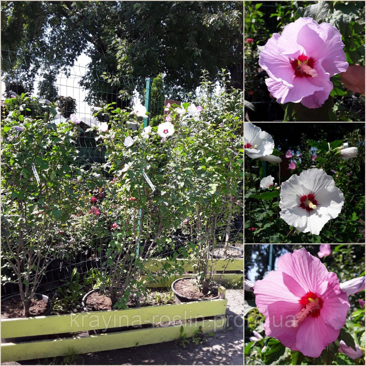 Гибискус сирийский (Hibiscus syriacus)