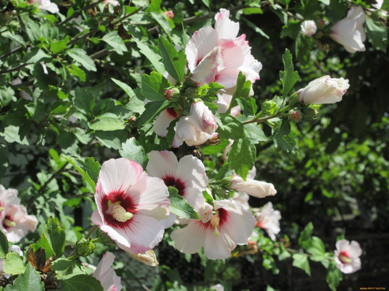 Гибискус сирийский Totus Albus