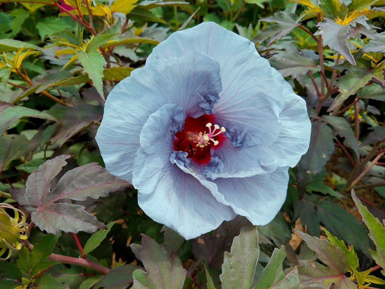 Гибискусы сирийские древовидные