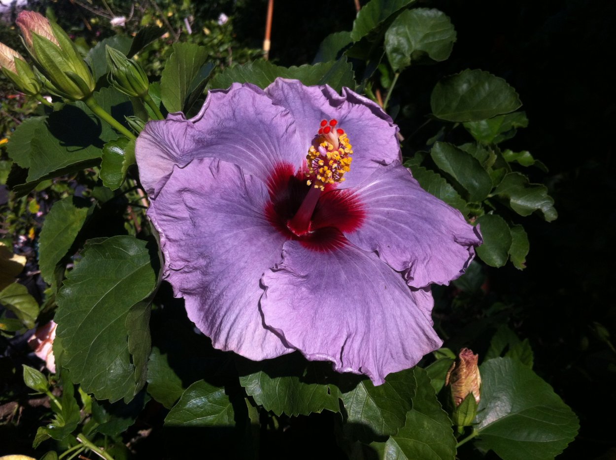 Гибискус сирийский Леопольди