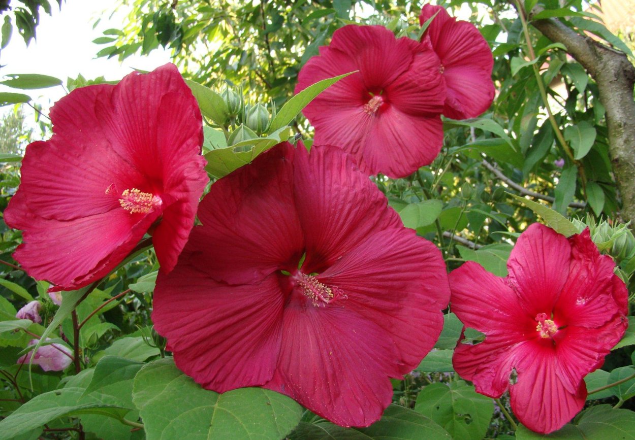 Гибискус многолетний садовый