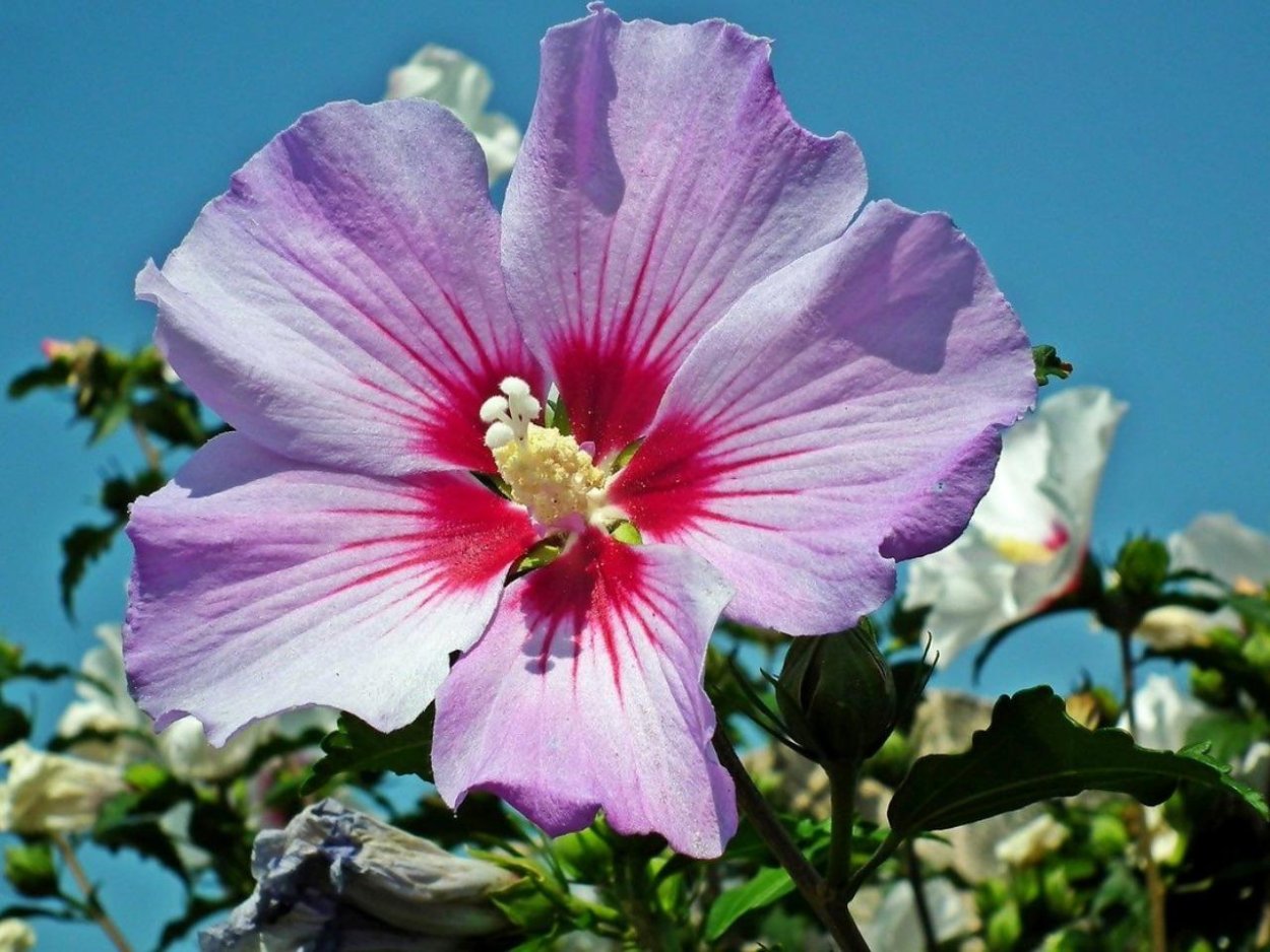 Гибискус сирийский Вудбридж