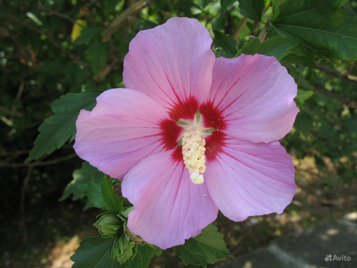 Гибискус сирийский Minerva