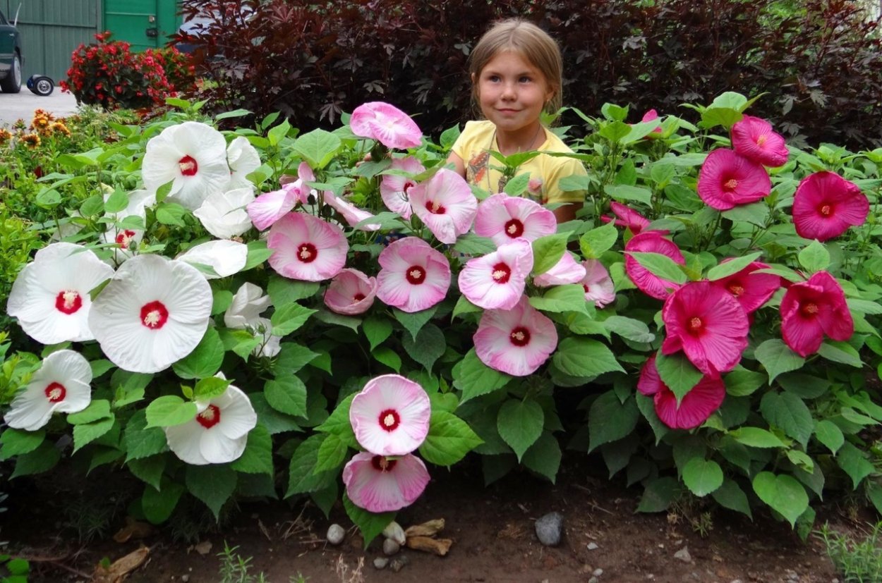 Гибискус дачный