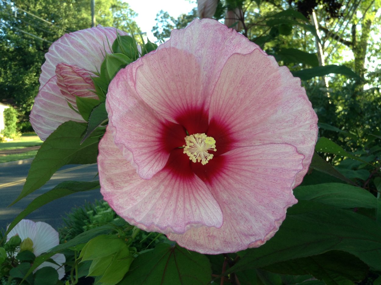 Гибискус сирийский Люкс Вудбридж