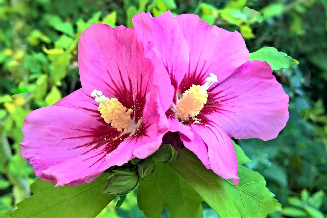 Гибискус садовый синий