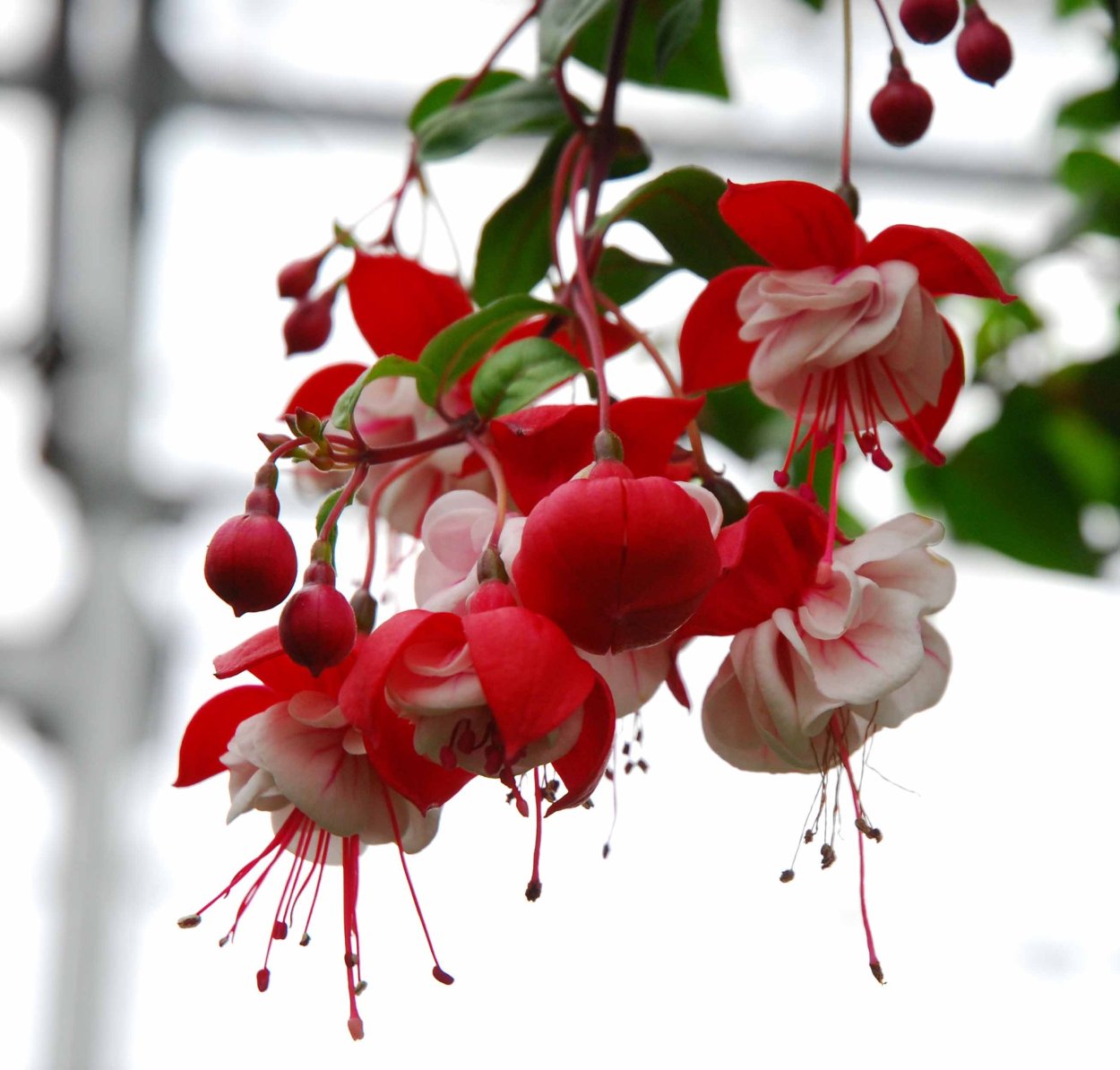 Фуксия Marbeller Double Salmon-Orange