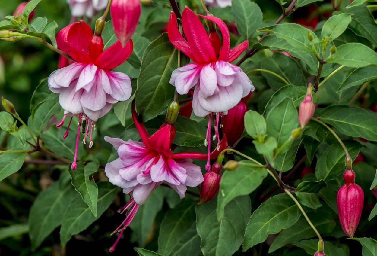 Фуксия гибридная ампельная