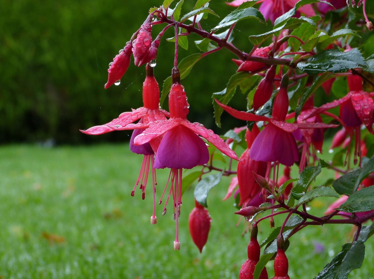 Фуксия полуампельная