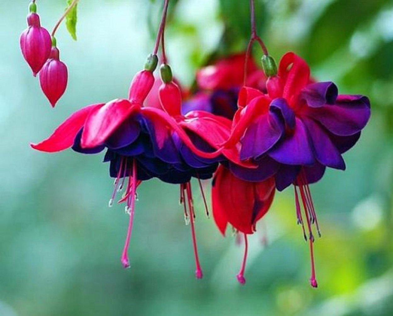 Фуксия Fuchsia