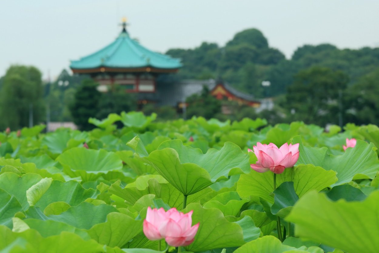 Фуксия саммер Исланд ред Блю
