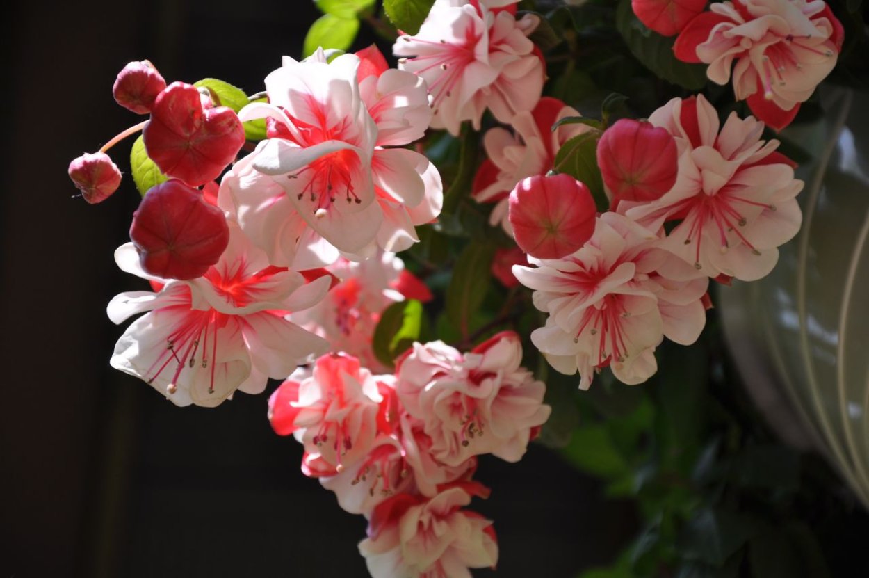 Фуксия ампельная Маринка