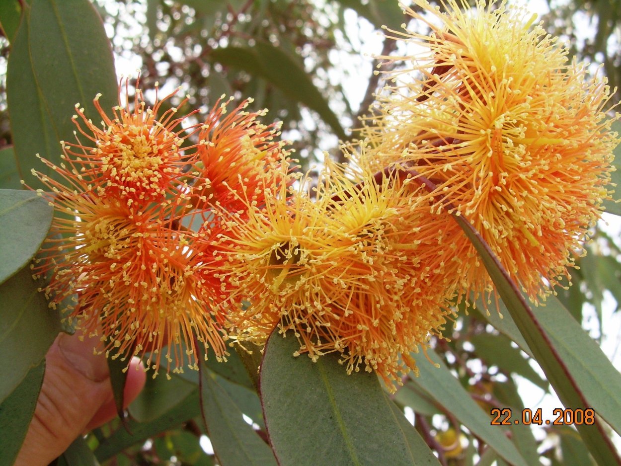 Лотус растение