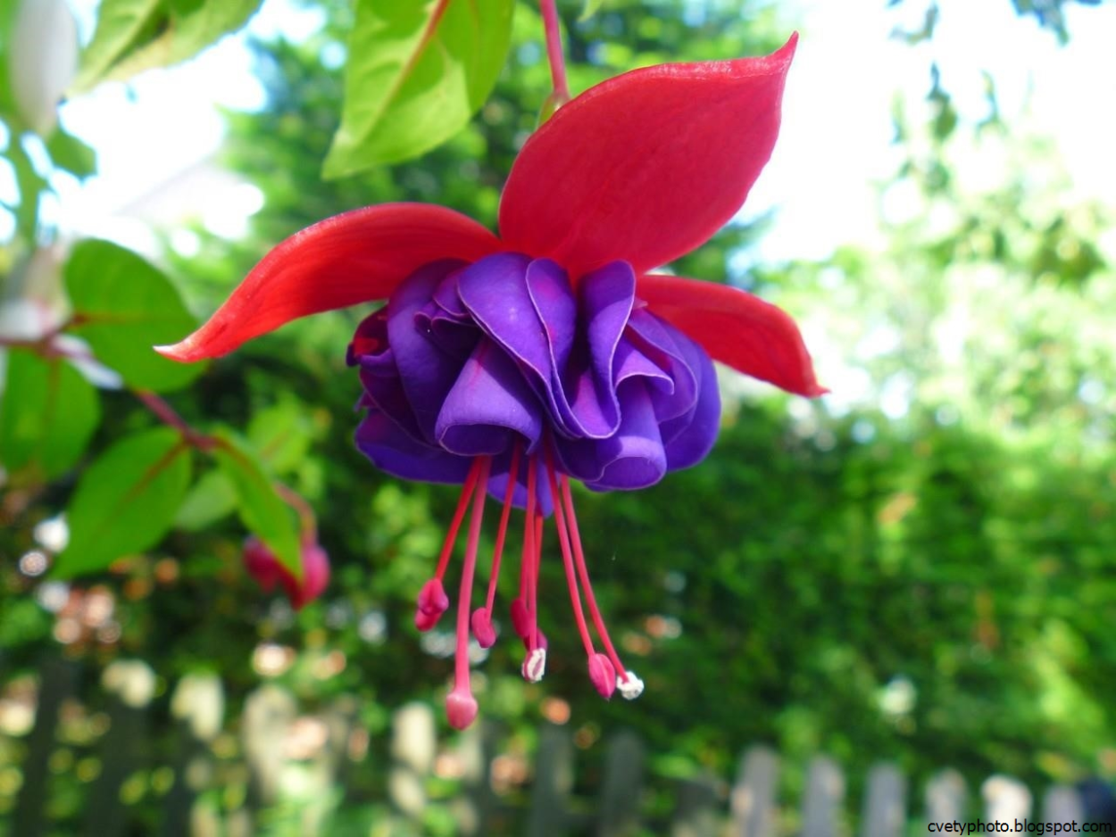 Фуксия д 11/н 20