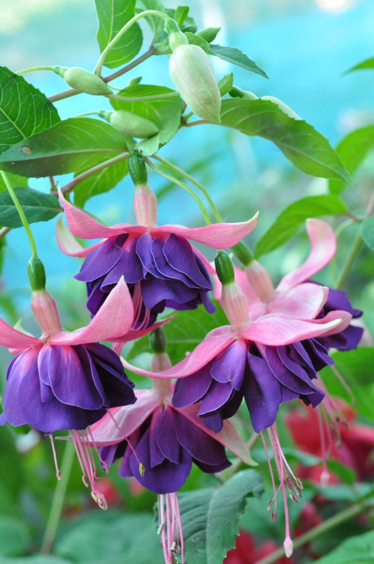 Фуксия Элвин ампельная