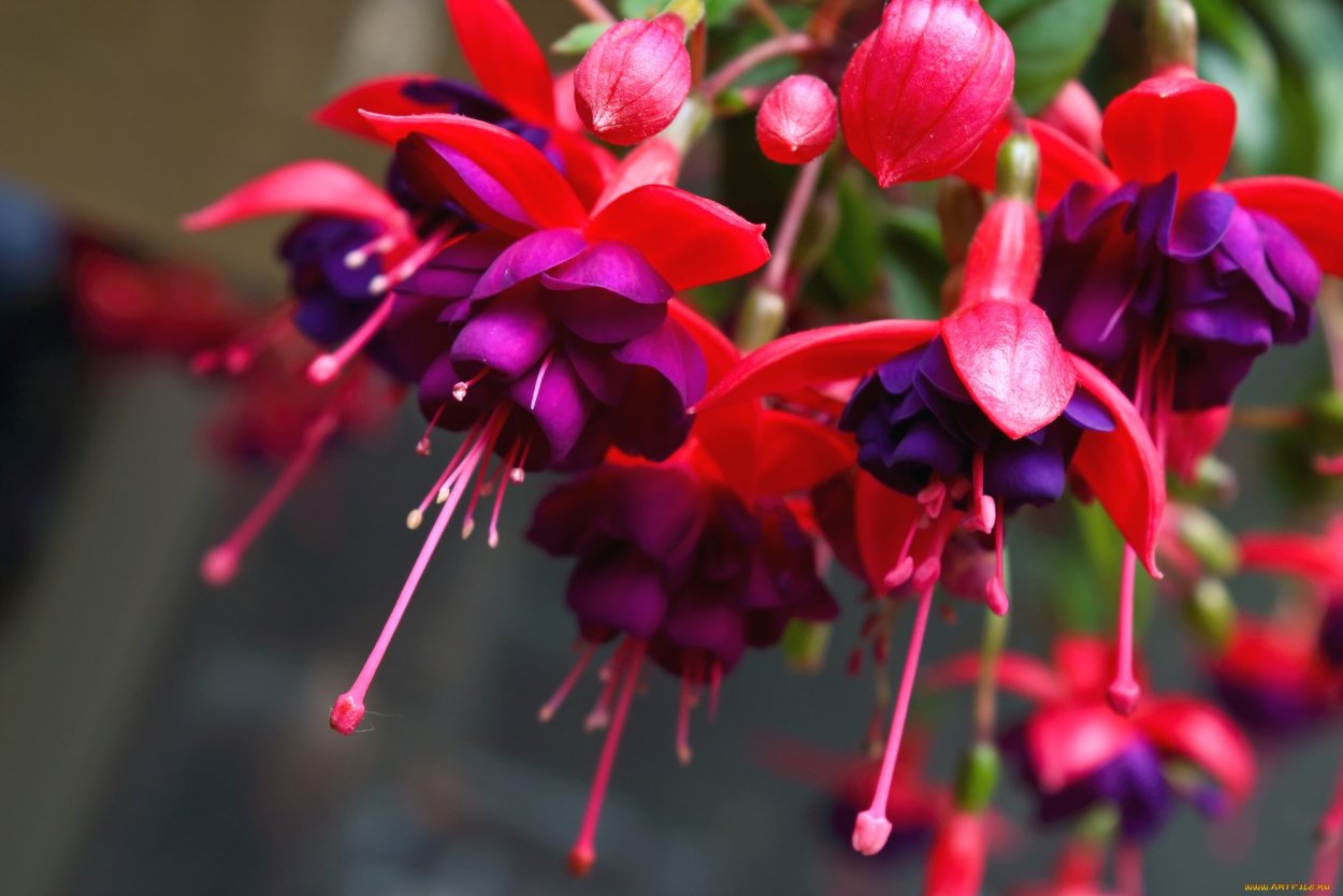 Таньхуа цветок