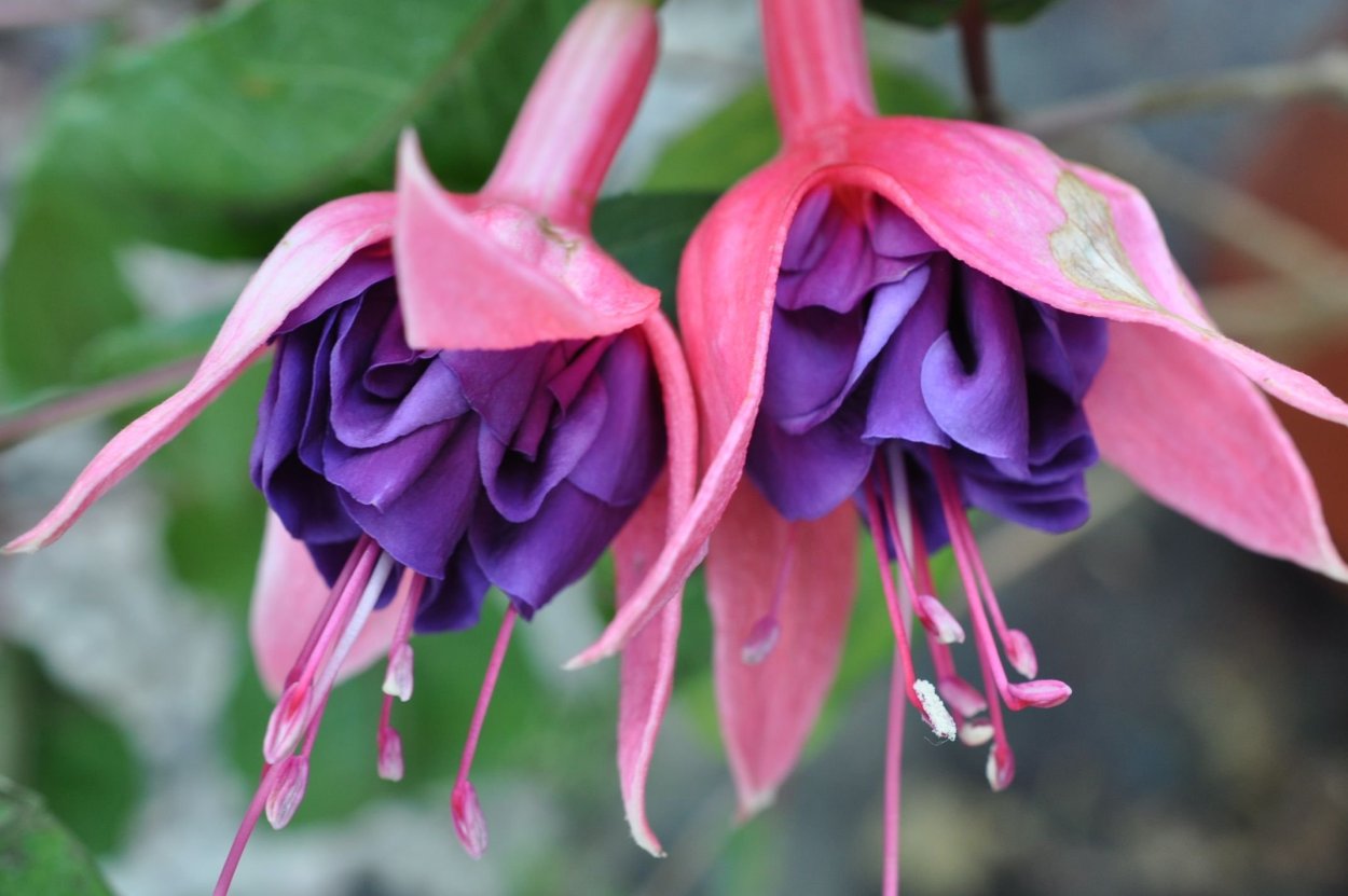 Фуксия Уинстон Черчилль