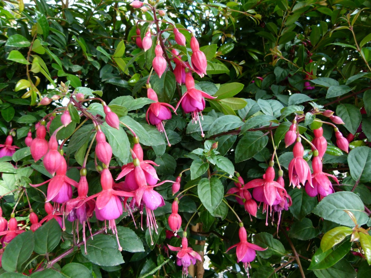 Haseki Küpesi цветок