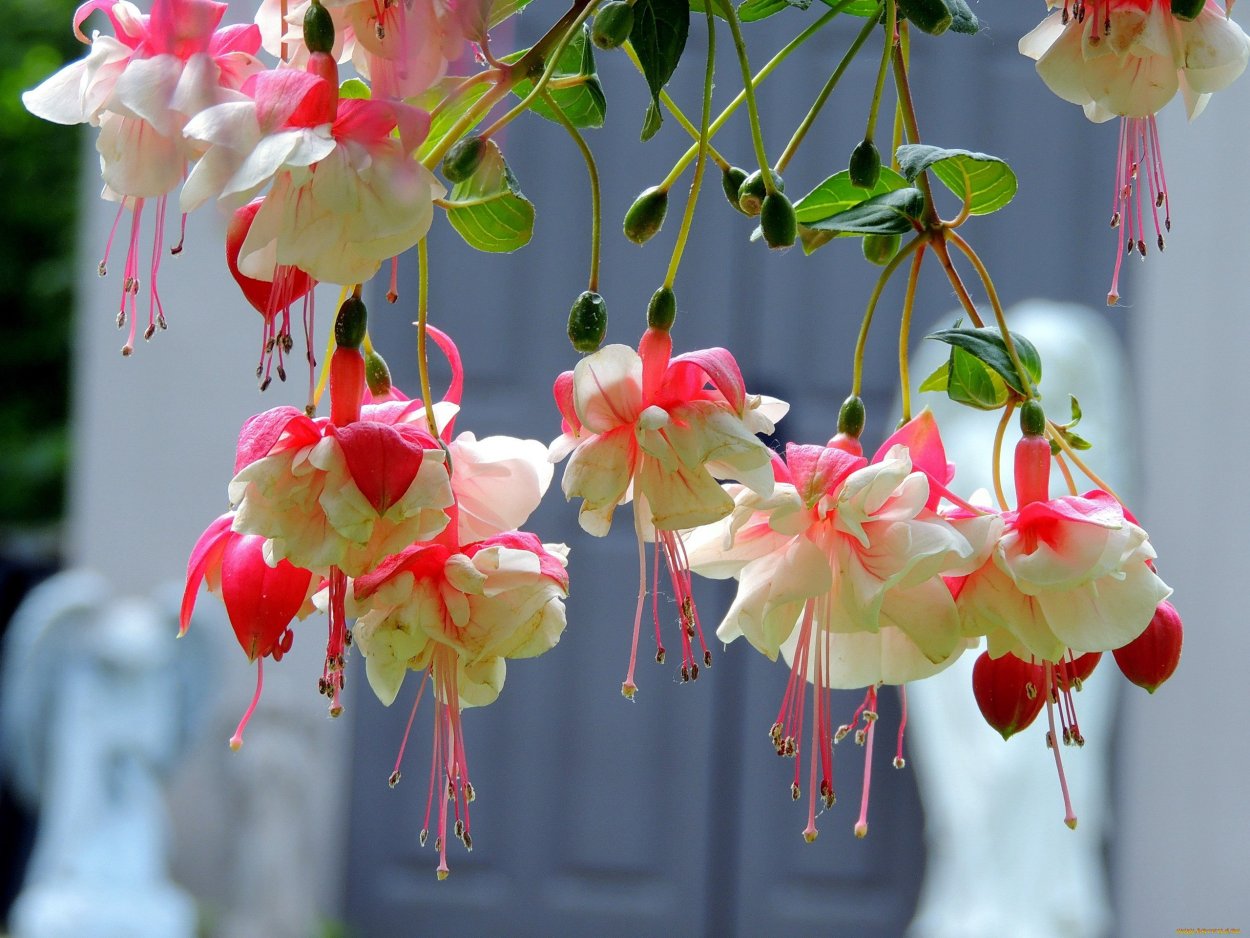 Фуксия Grundlsee