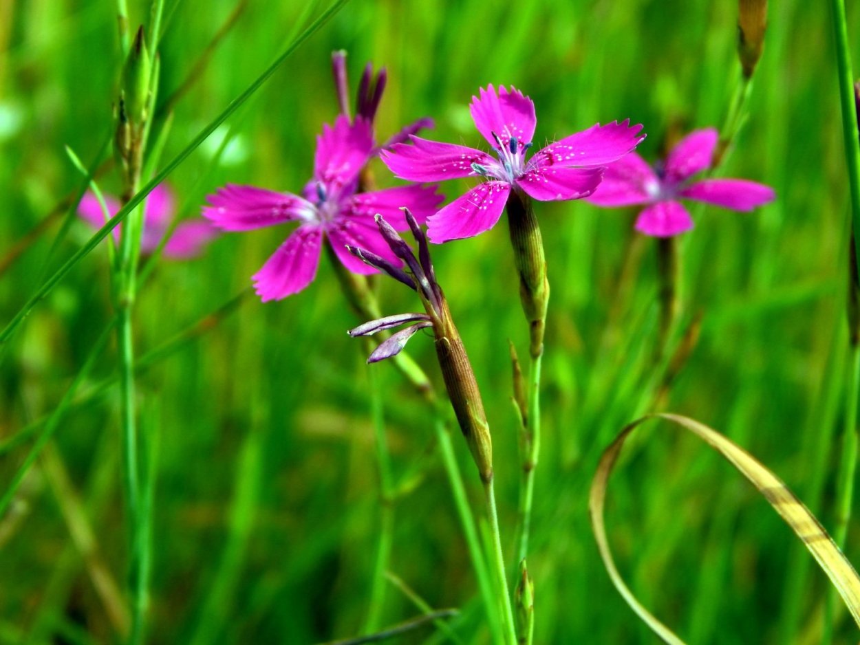 Гвоздика травянка Полевая